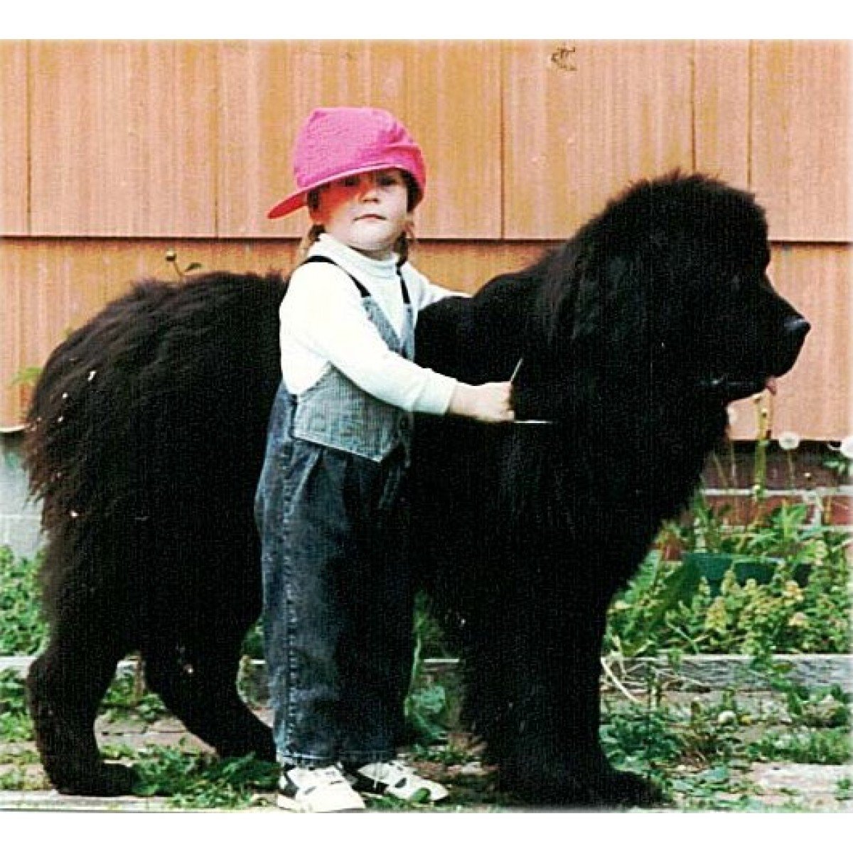 Ньюфаундленд (порода собак)