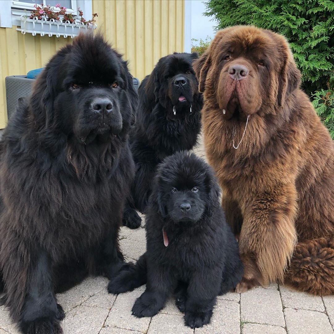 Ньюфаундленд нянька собака нянька