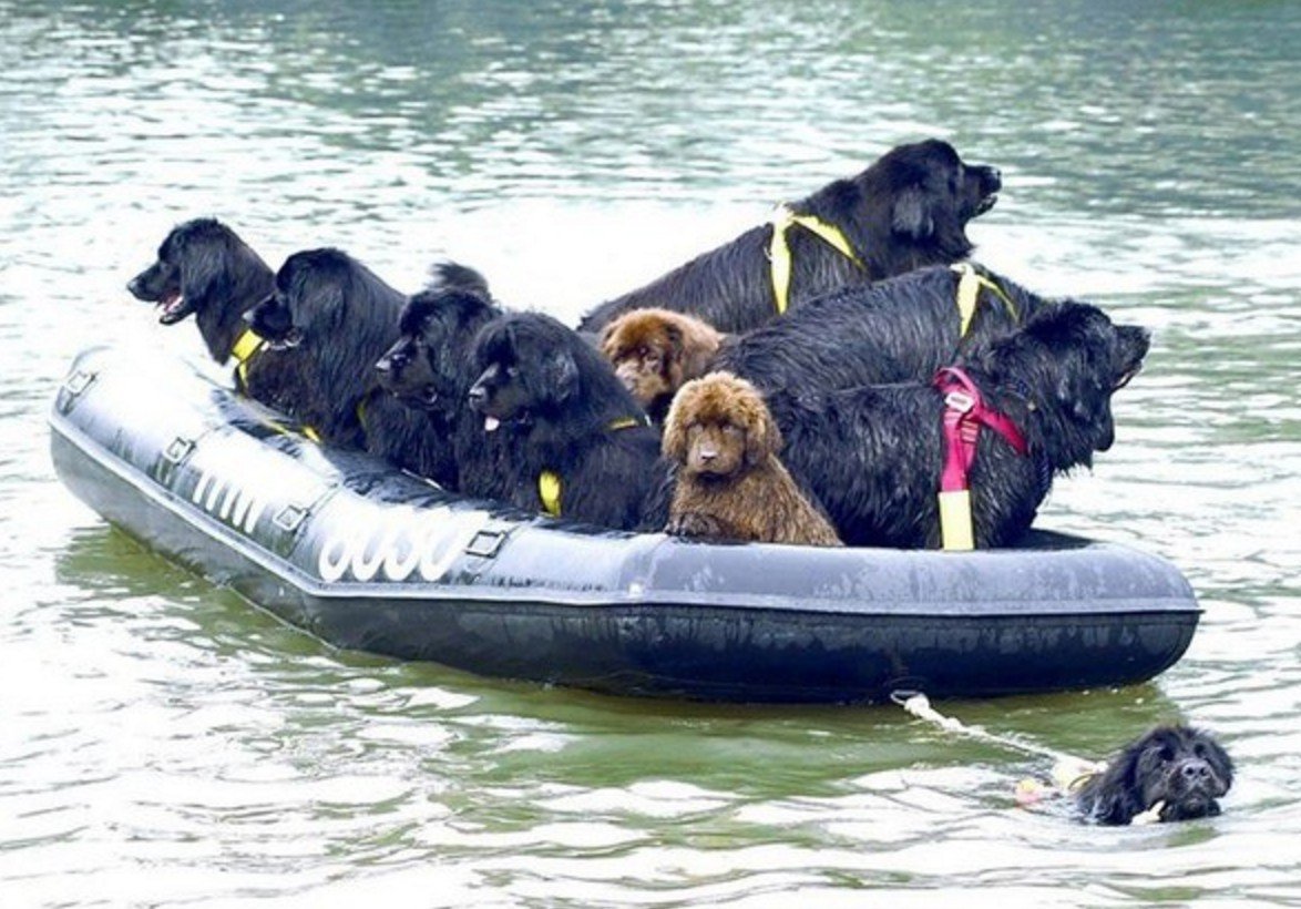 Ньюфаундленд купается