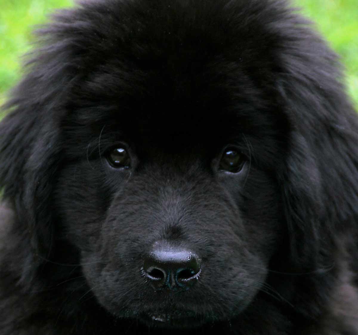 Ньюфаундленд (порода собак)