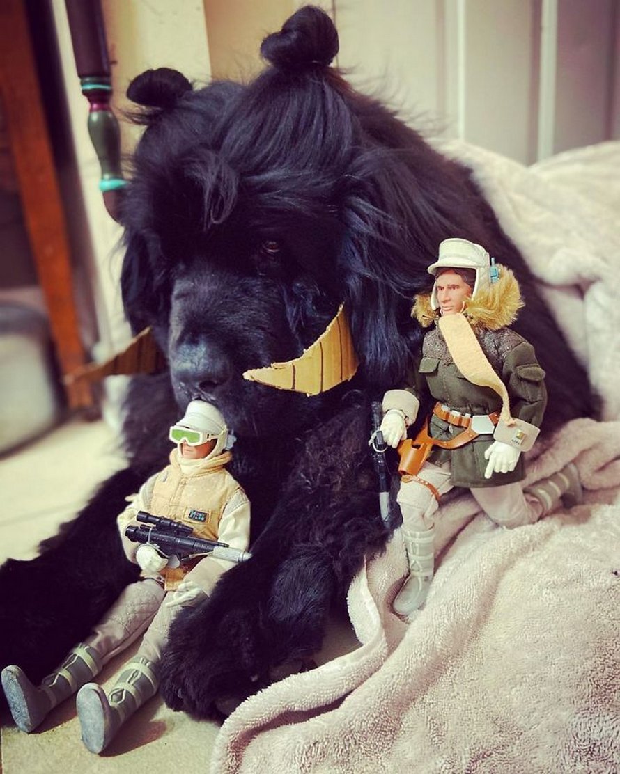 Собака приуныла