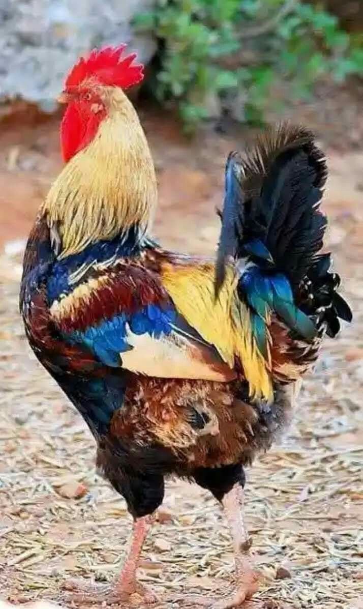 Разноцветные куры