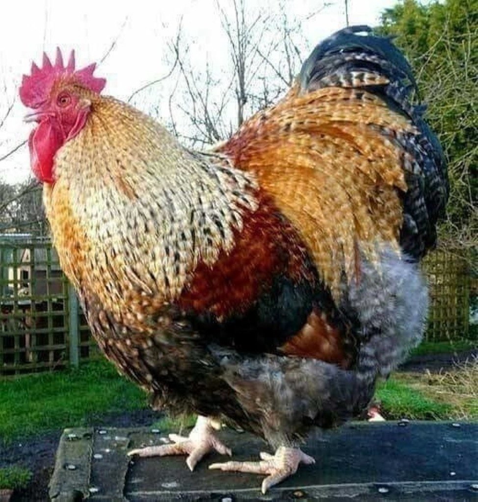 Петух породы Виандот