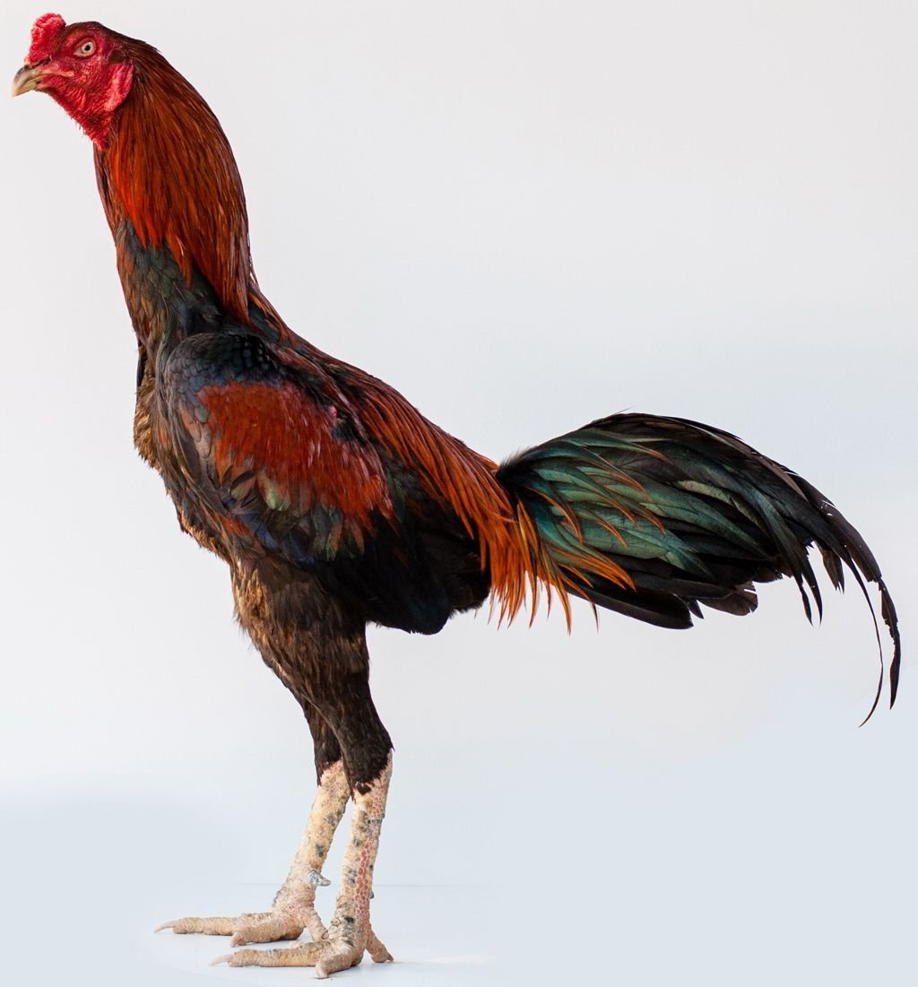 Петух породы Джигурда