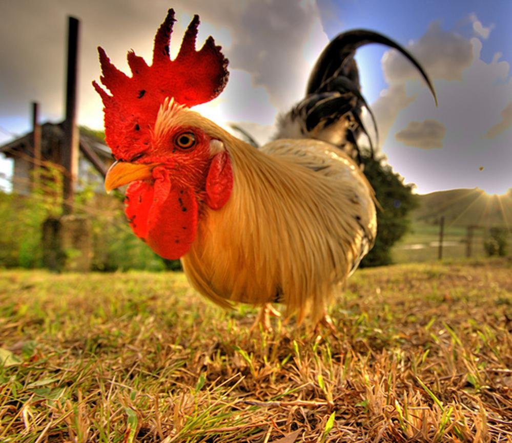 Смешной петушок