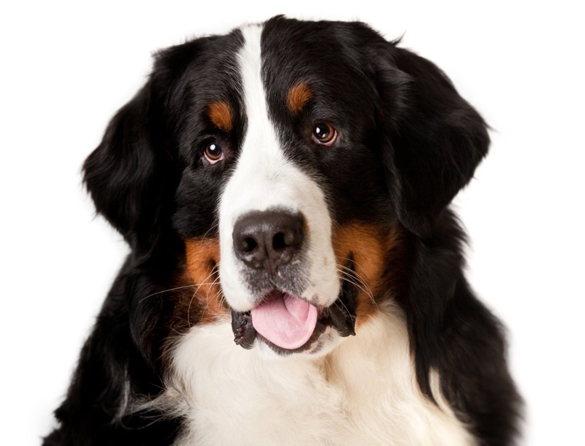 Альпийская овчарка Бернский зенненхунд