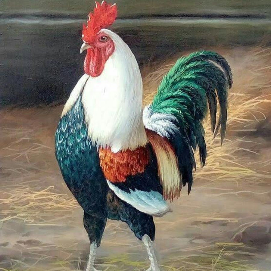 Расцветка петуха картинки