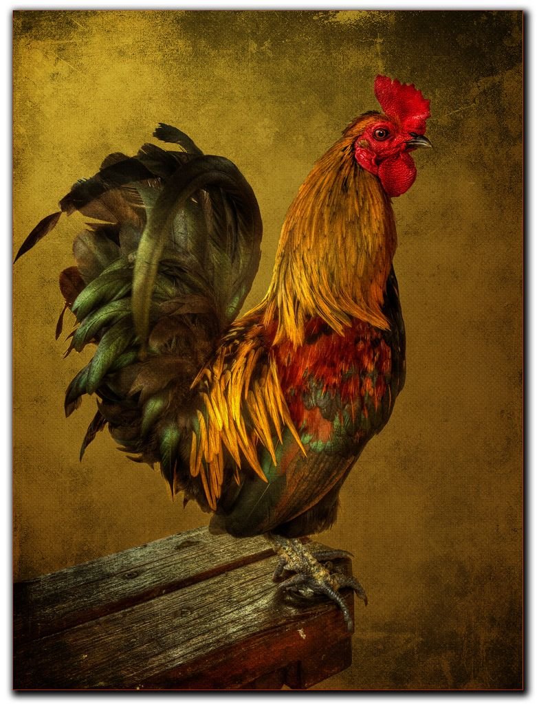 Петух Art