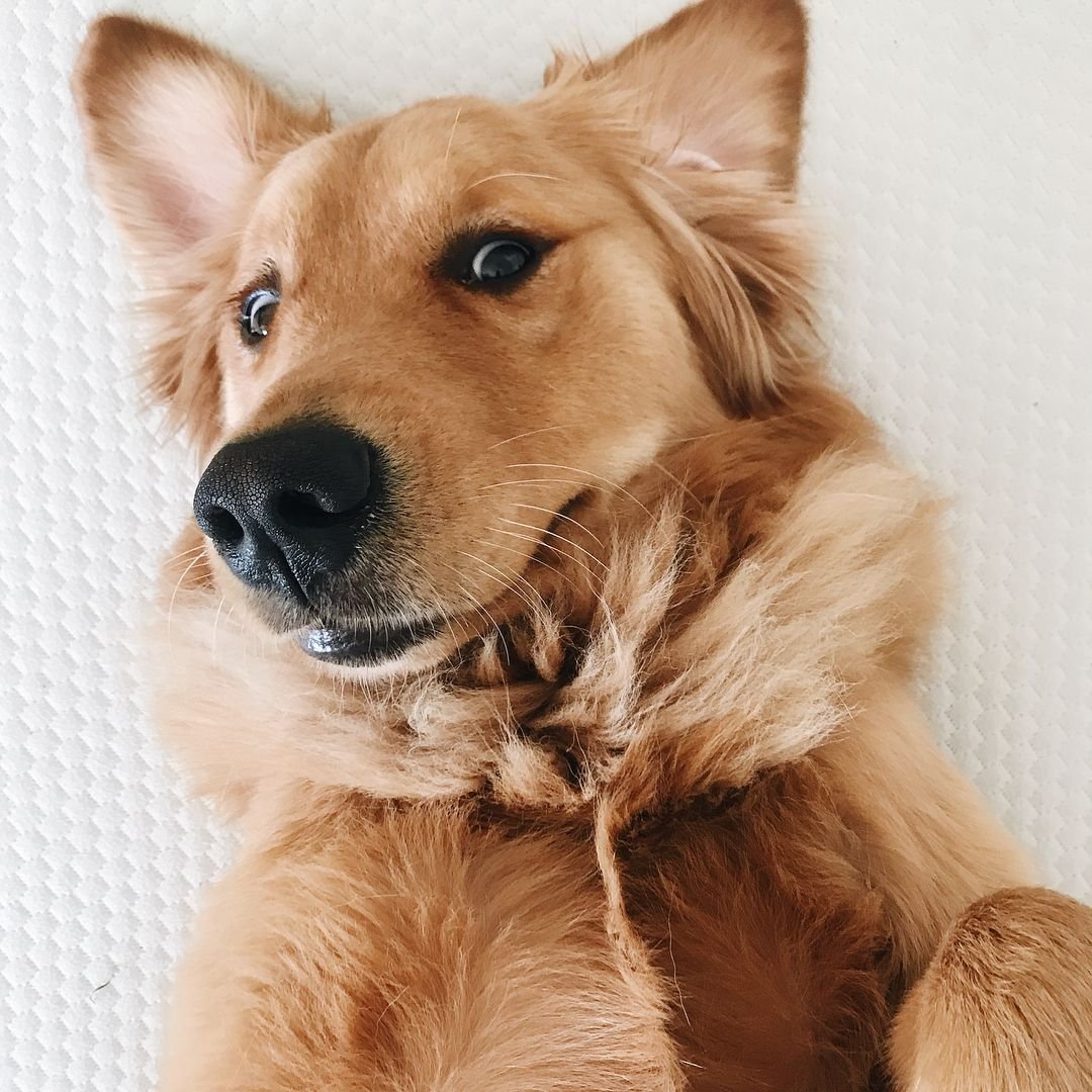 Собаки из пинтереста