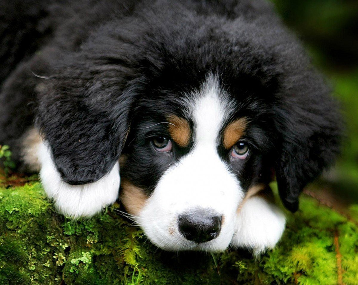 Ньюфаундленд собака