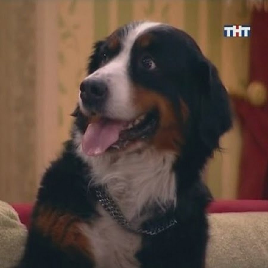 Щенки Пинтерест