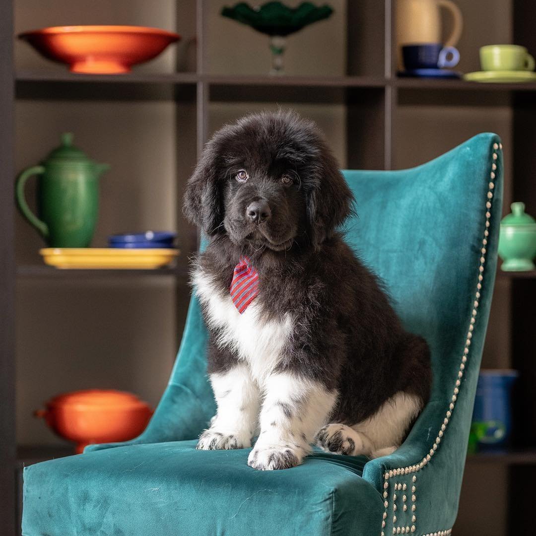 Счастливы вместе пес Барон