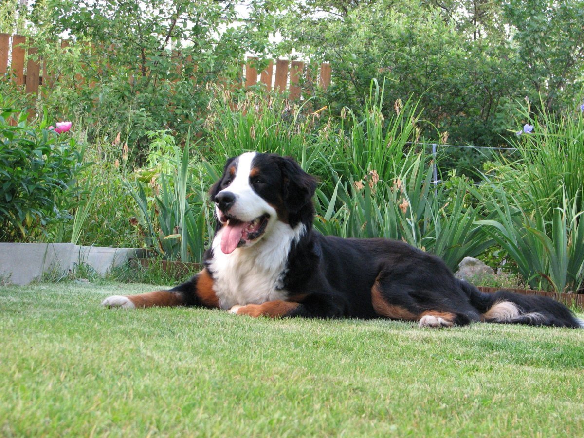 Кавалер кино чарлзьспаниель