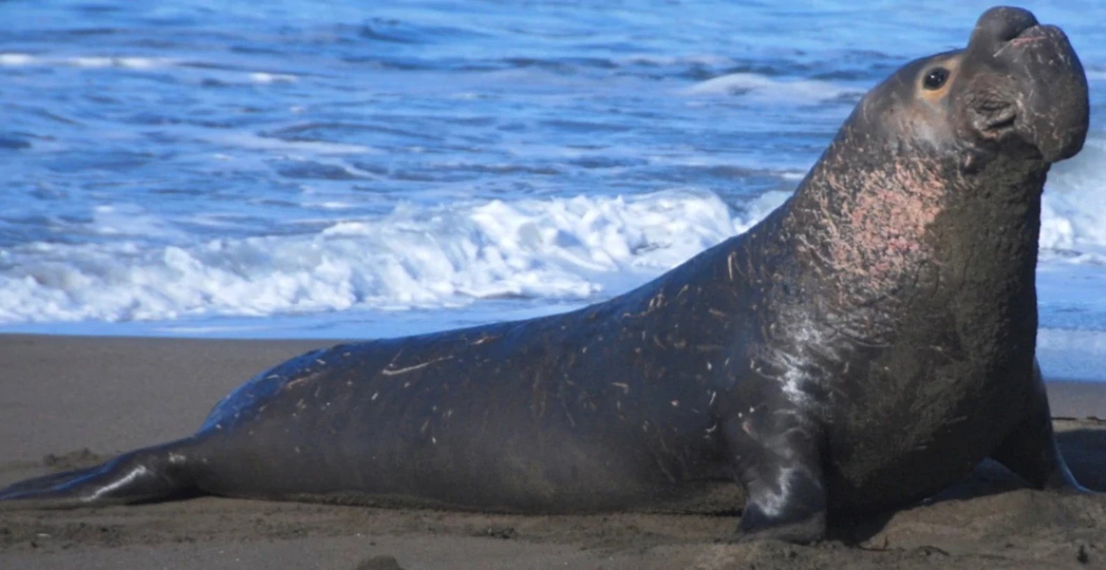 Elephant seal. Южный морской слон Mirounga Leonina. Северный морской слон (Mirounga angustirostris). Тюлень Южный морской слон. Морские слоны Антарктика.