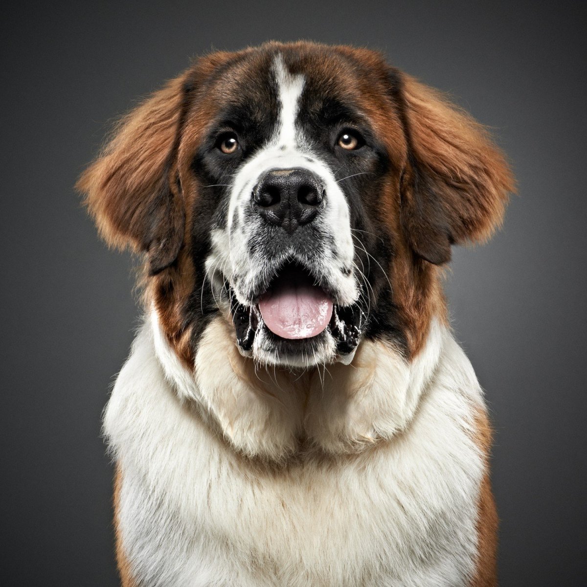 Дворняжка щенок милый