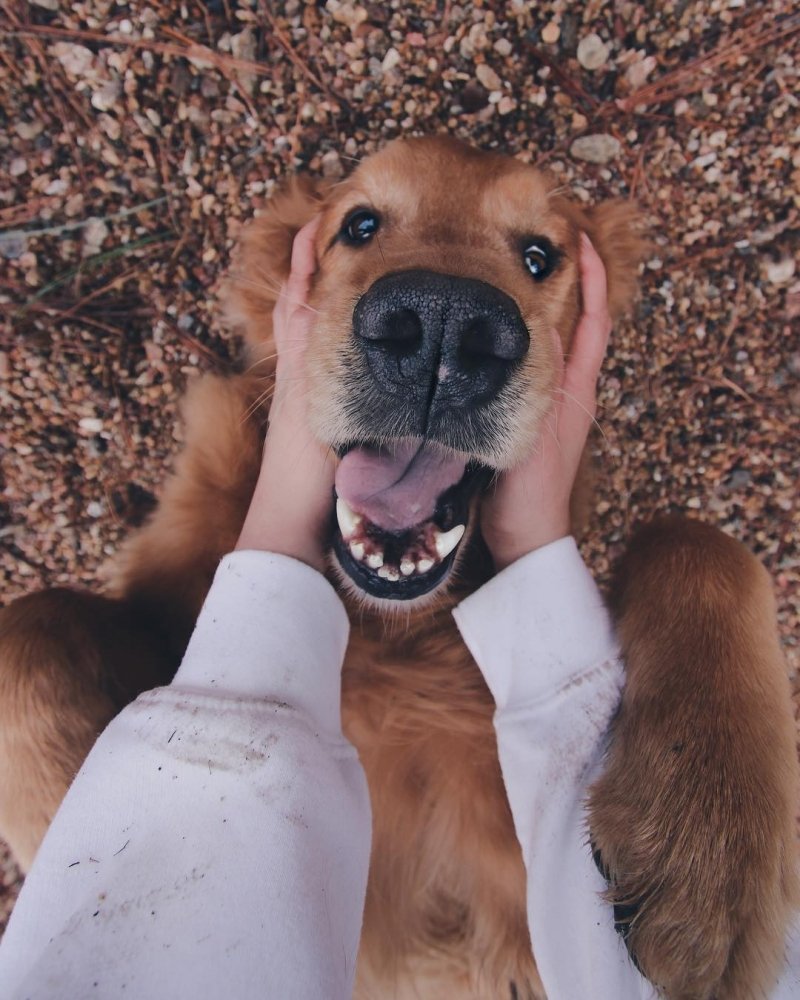 Бернский зенненхунд