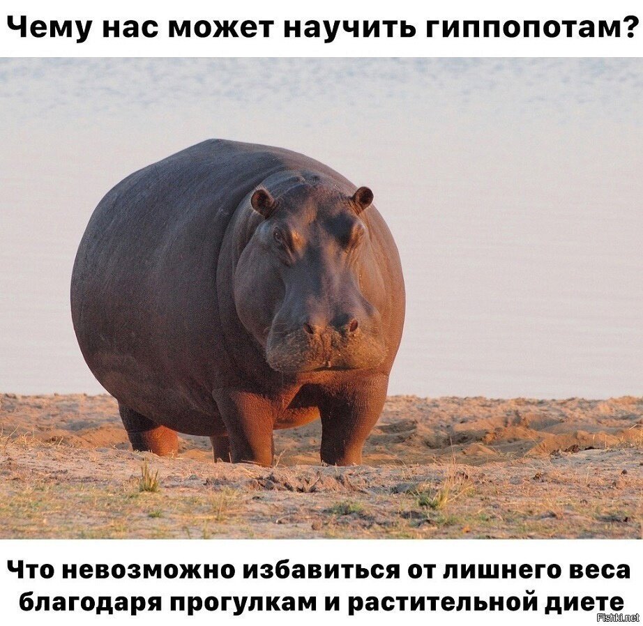 Чему научили нас Бегемоты