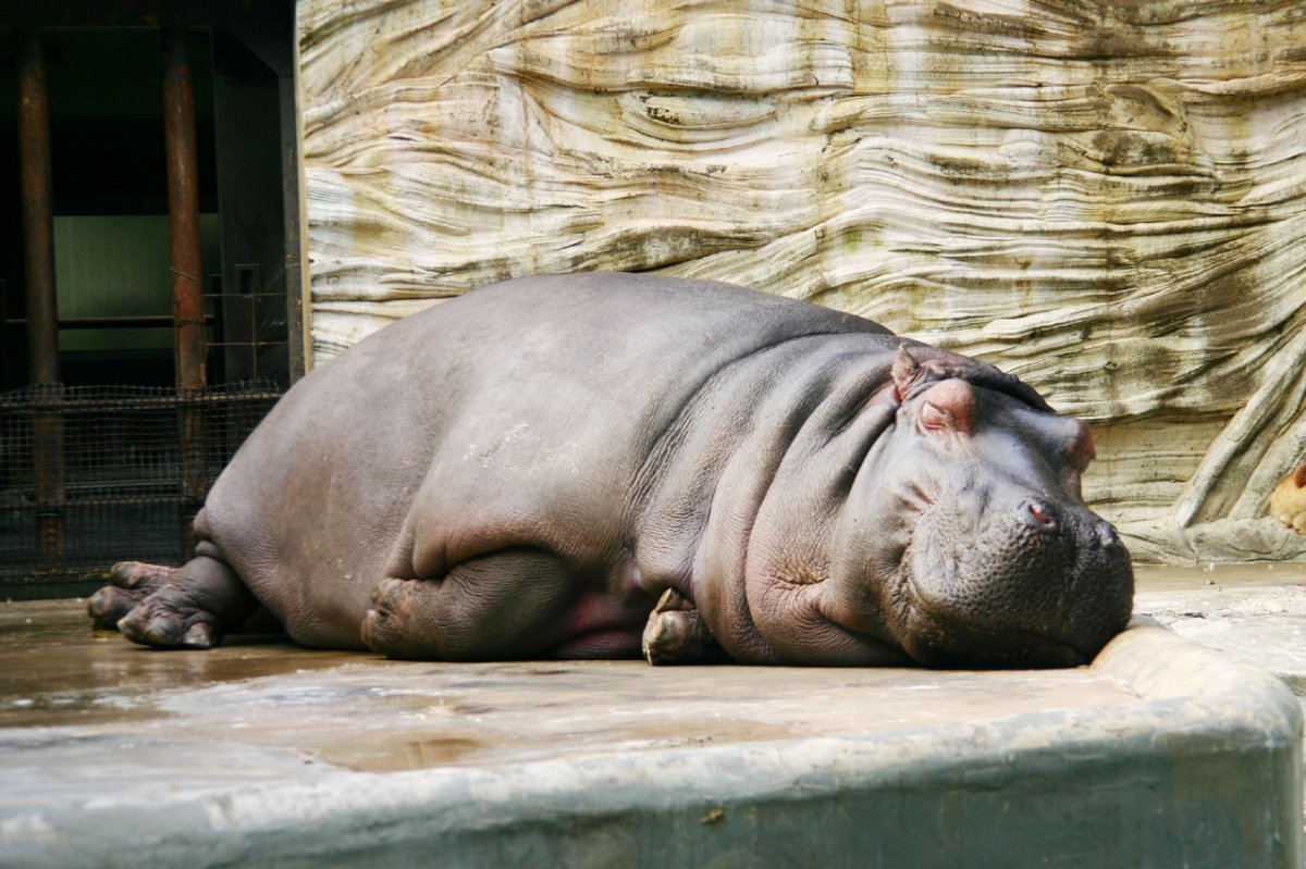 Толстый Бегемот