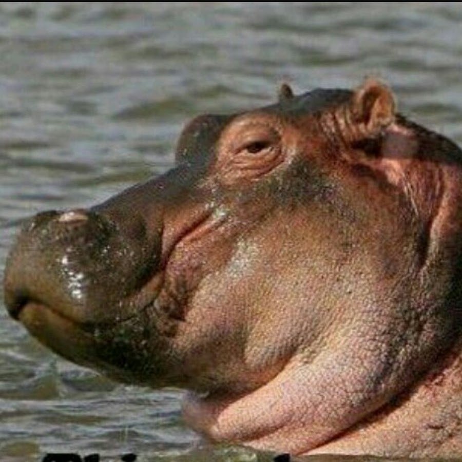 Бегемотики обнимаются