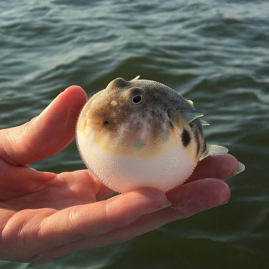 Аротрон черноточечный