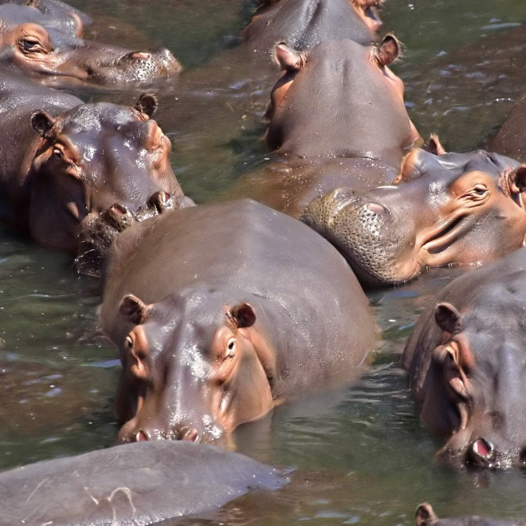 Бегемот фото