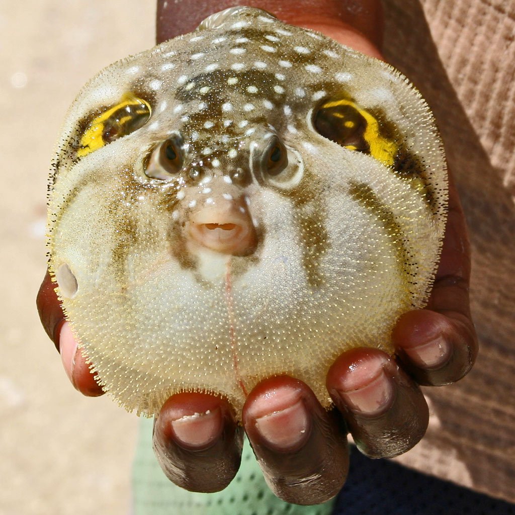 Золотая рыбка Звездочет