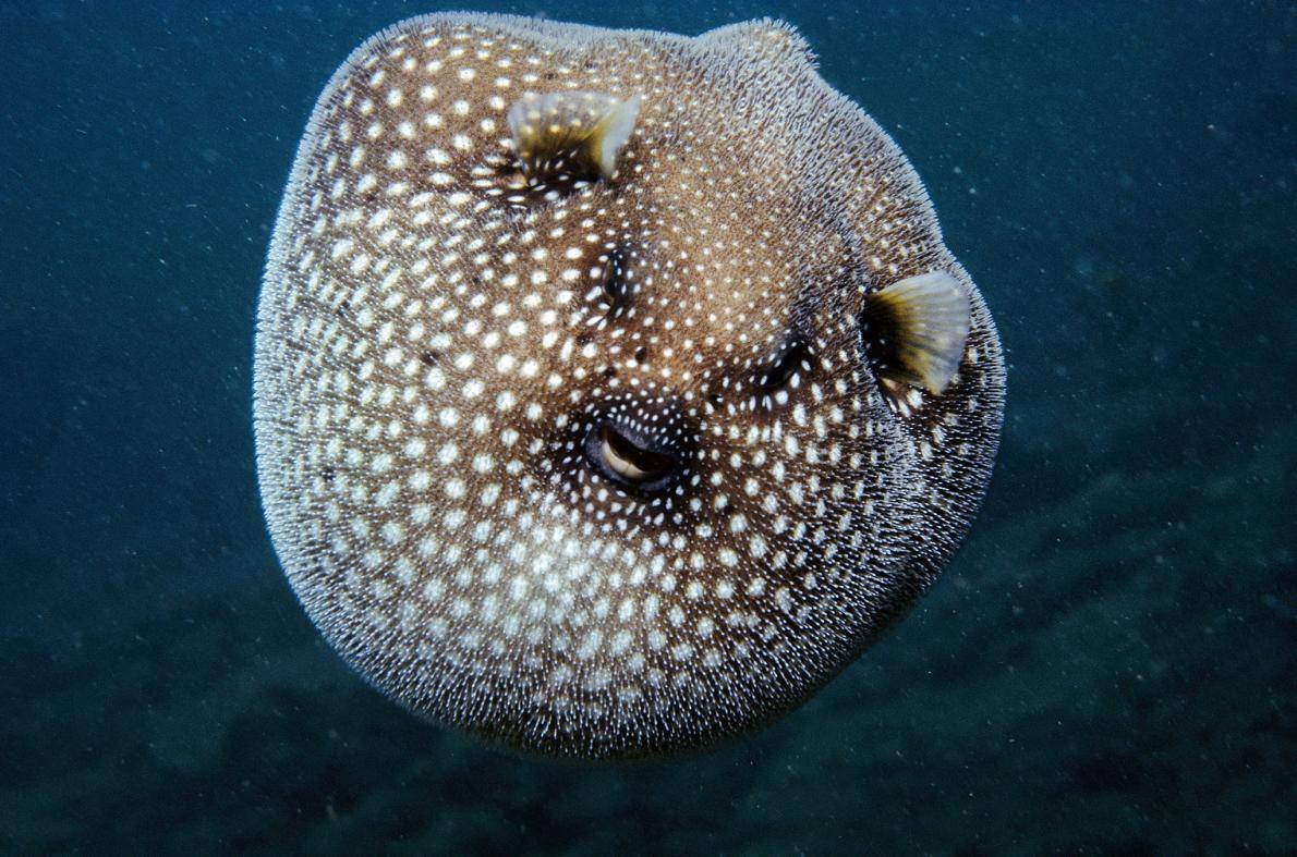 Рыба шар тетрадон