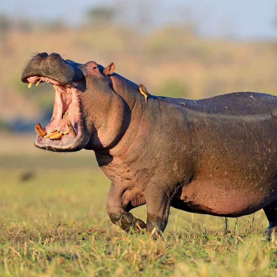 Детеныш бегемота