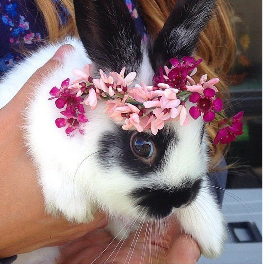 Животное для инстаграмма