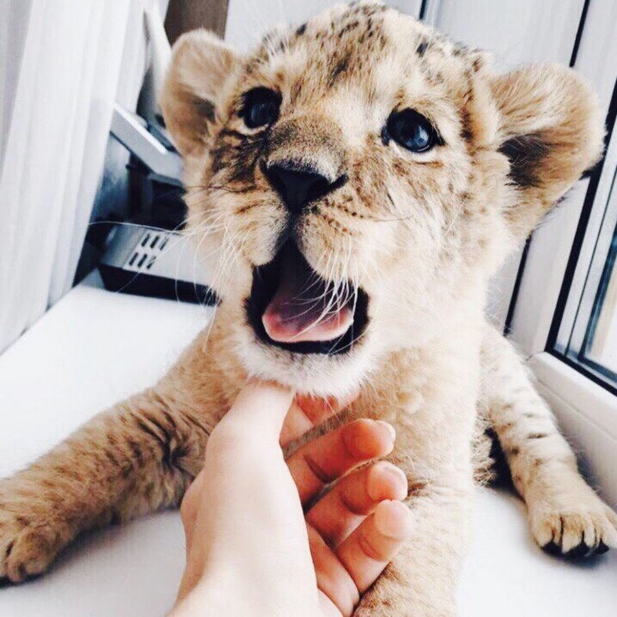 Домашние львята
