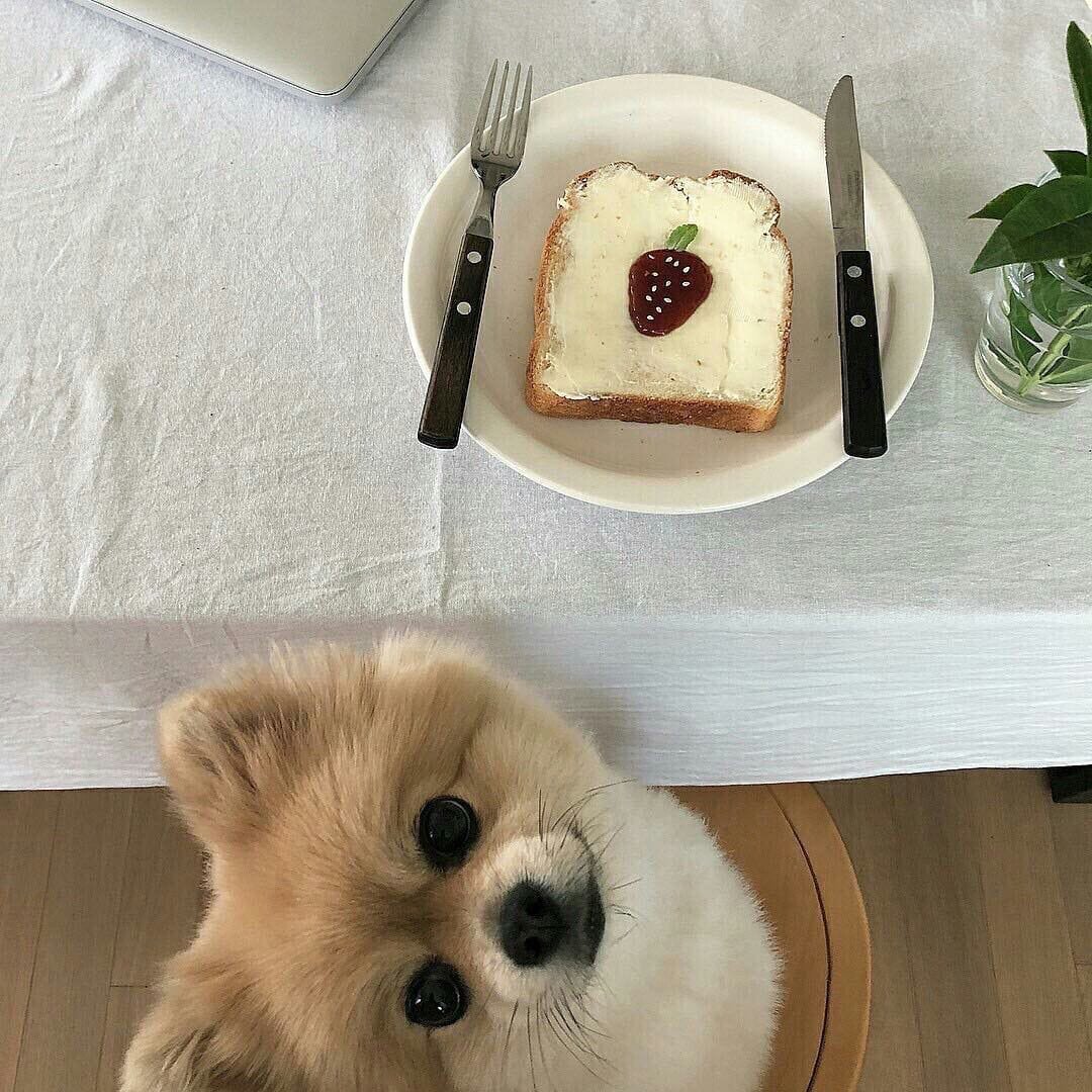 Доброе утро собаки