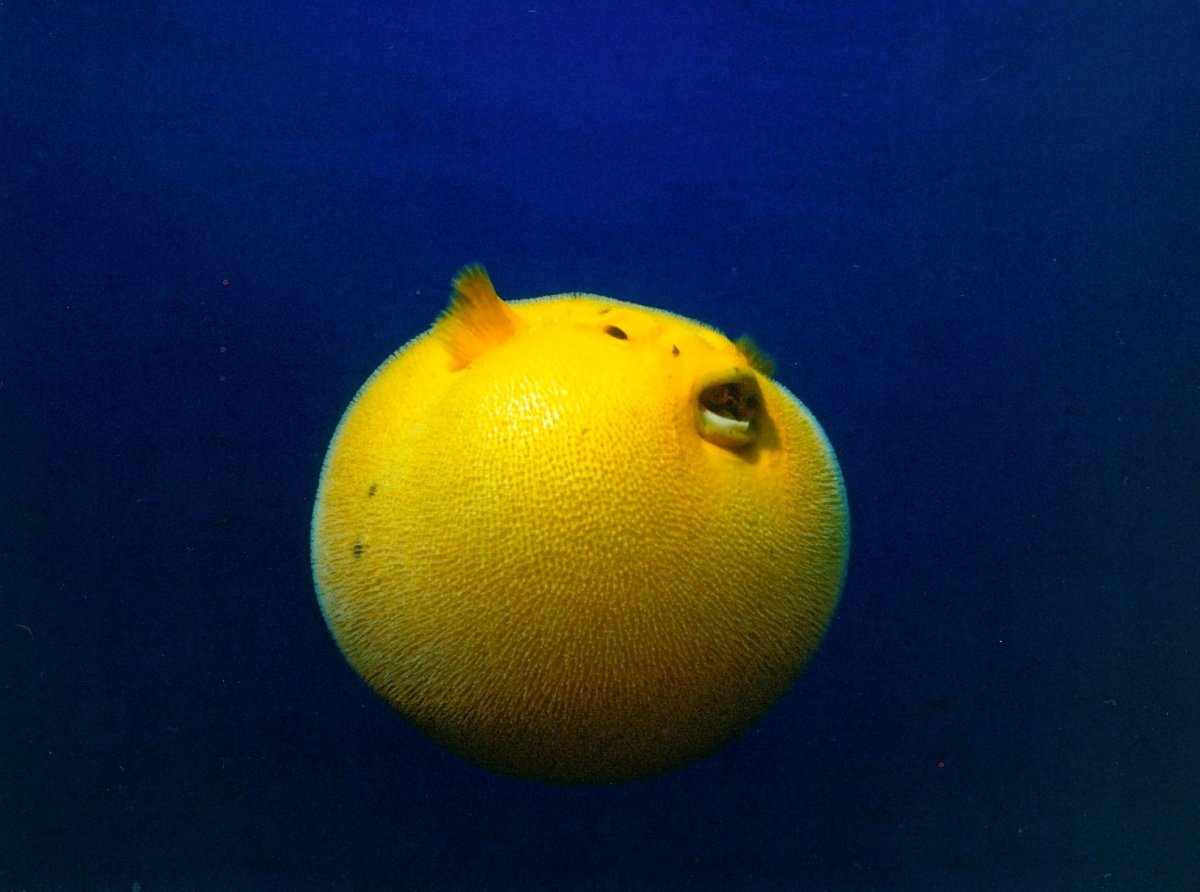 Иглобрюх Пуффер