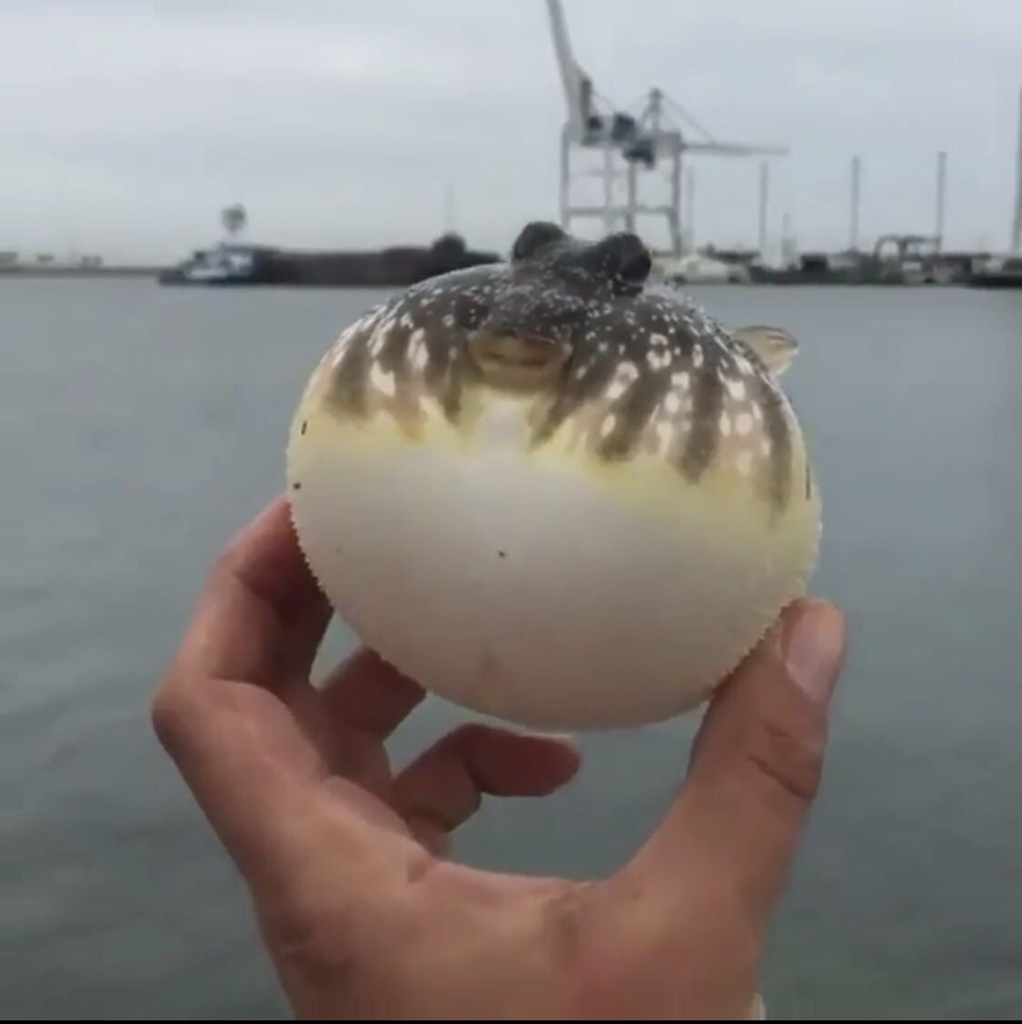 Милые рыбки для срисовки