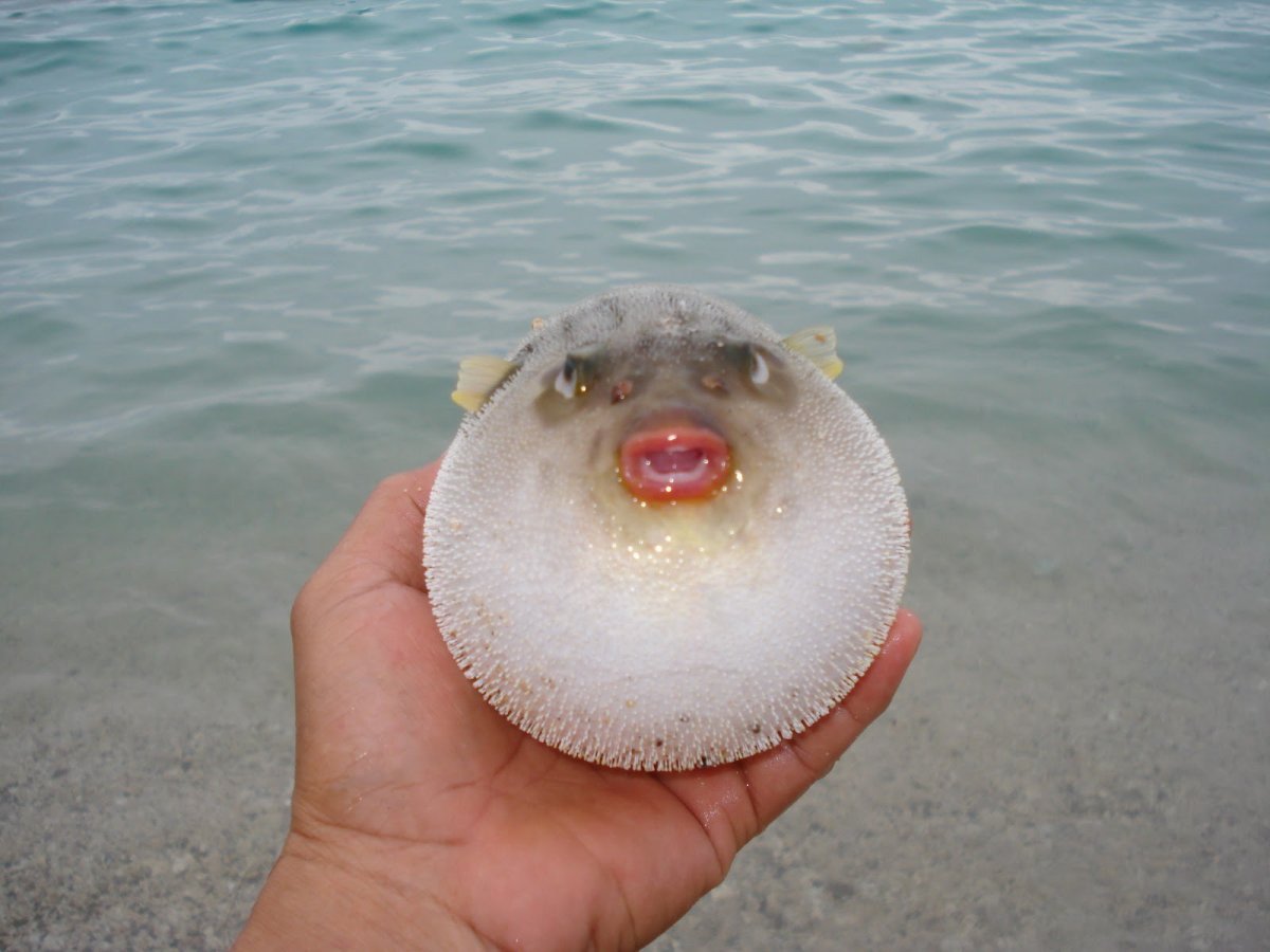 Рыба похожая на фугу