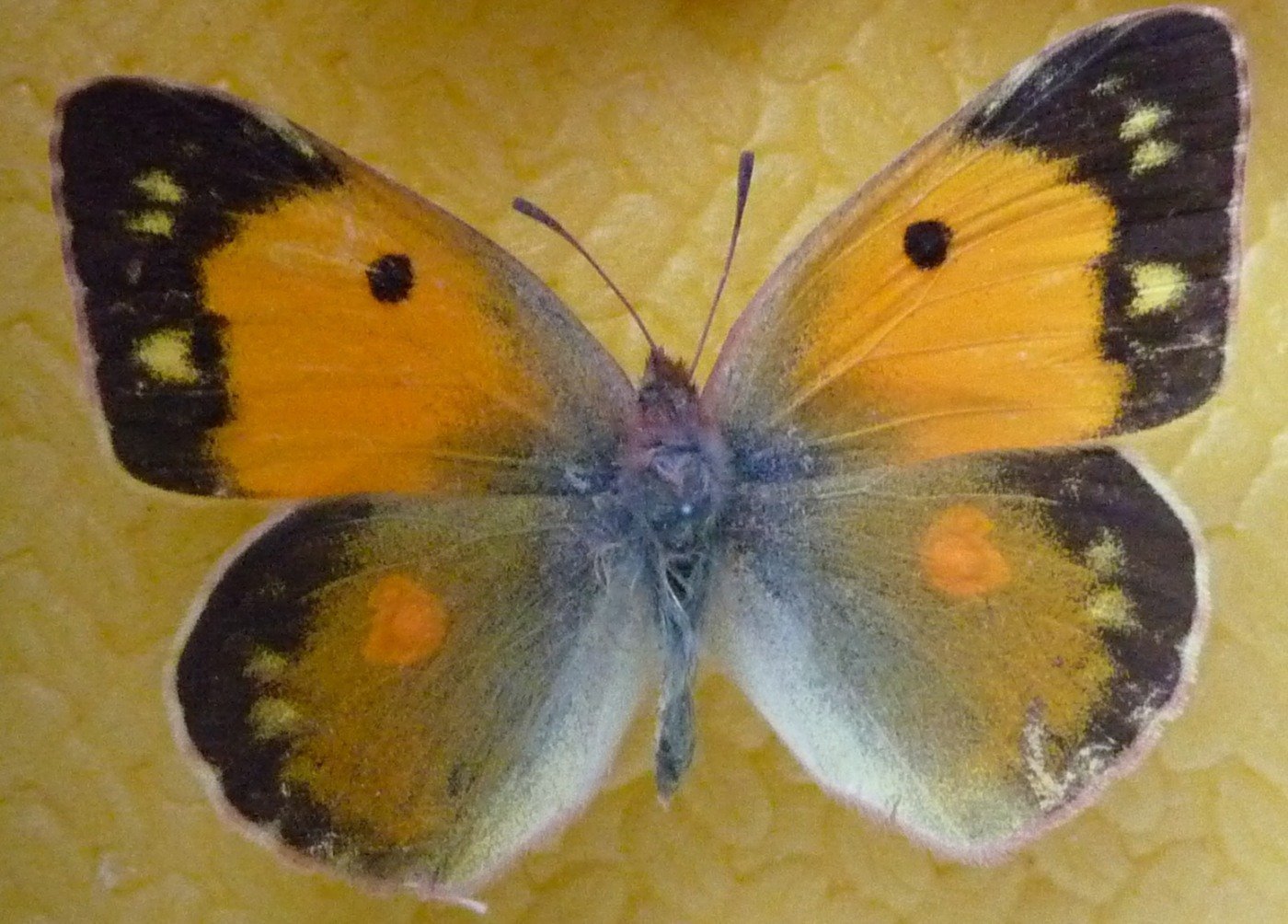 Крапивница желтушка. Желтушка Луговая бабочка. Бабочка пестрянка желтушка. Желтушка торфяниковая бабочка. Бабочка желтушка ракитниковая.