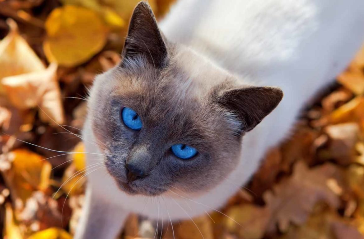 Тайская кошка