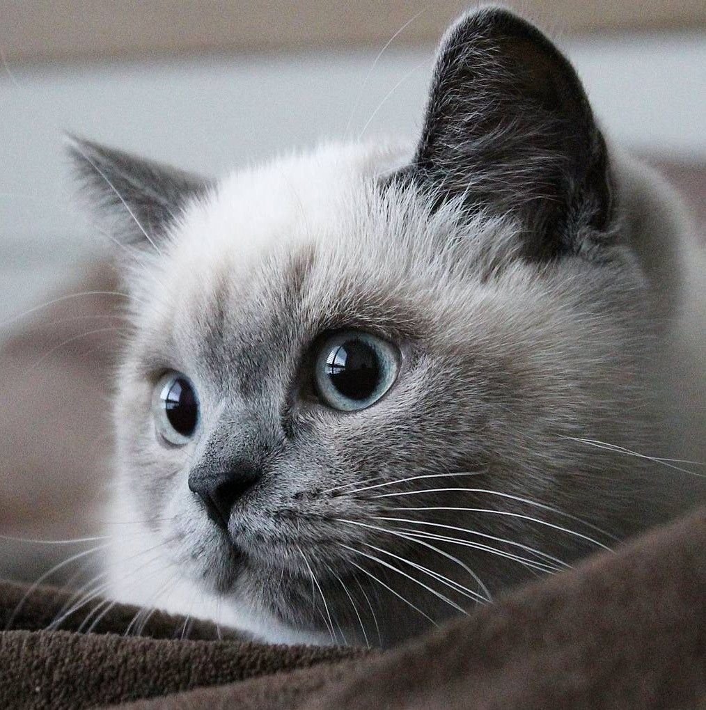 Сиамские котята Блю Пойнт