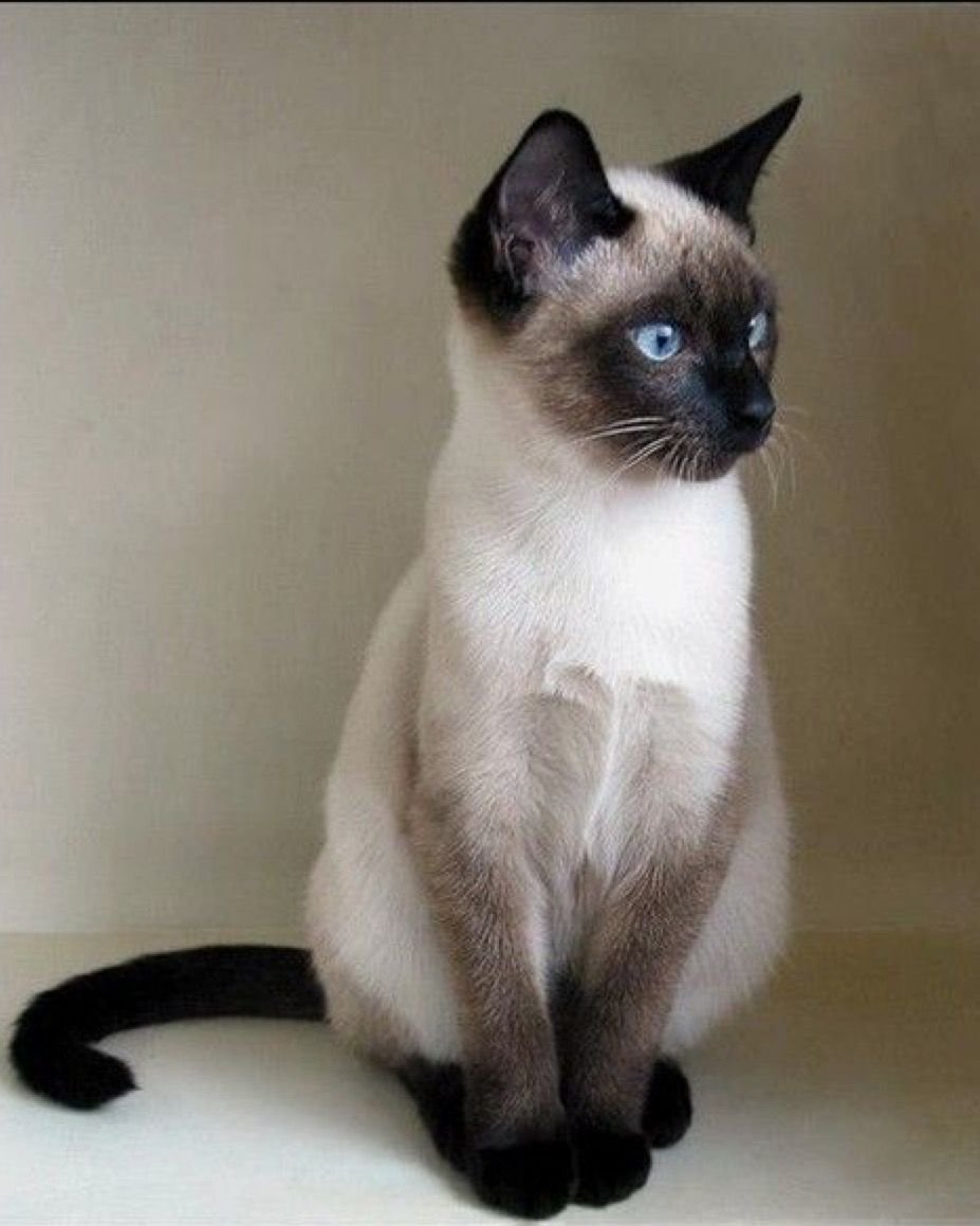 Сиамская кошка и кот