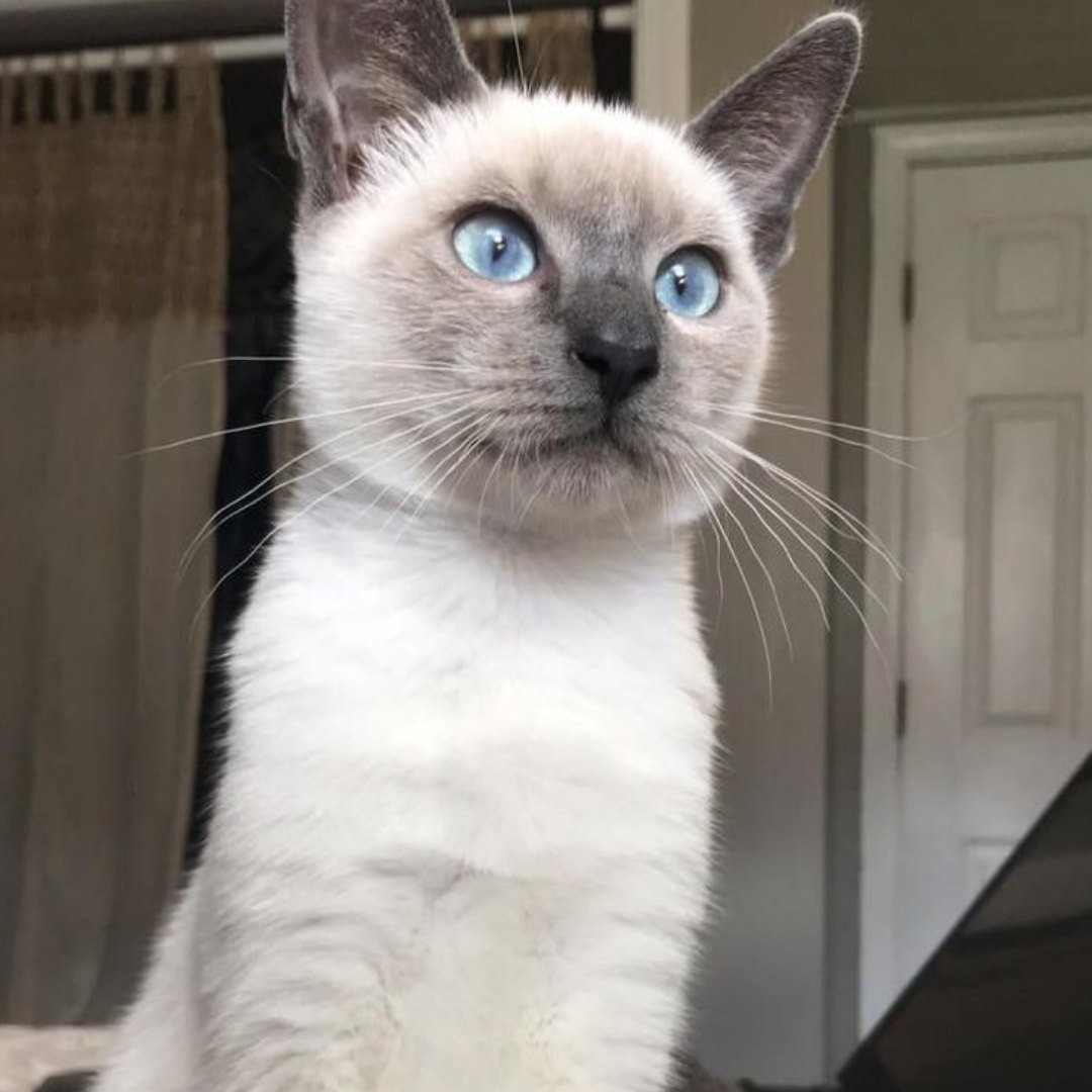 Тайская Сиамская кошка белая