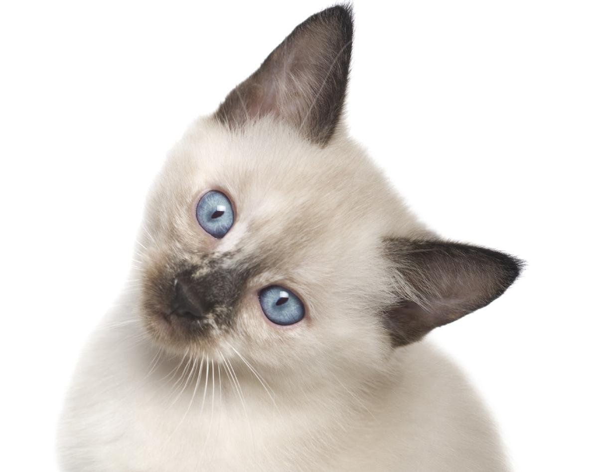 Сноу-Шу кошка