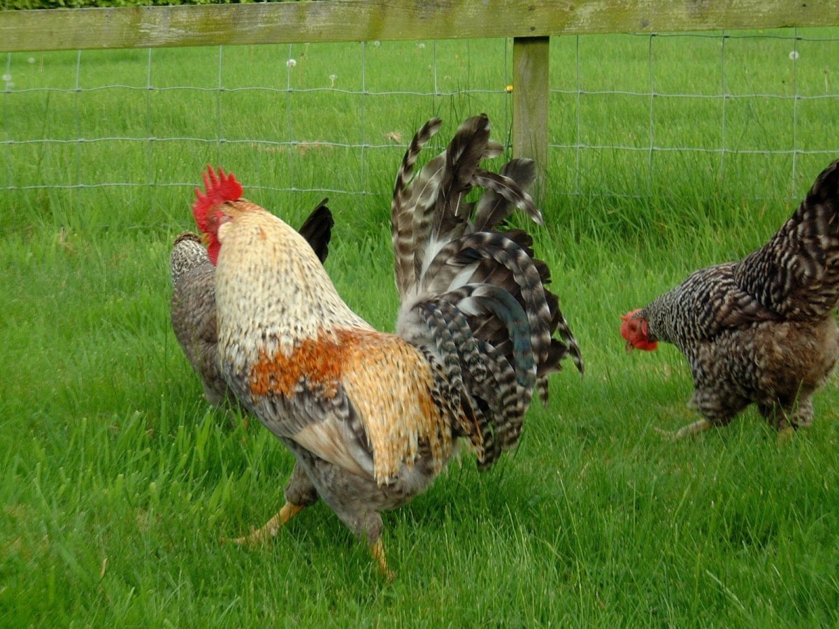 Пушкинская порода кур питерской селекции