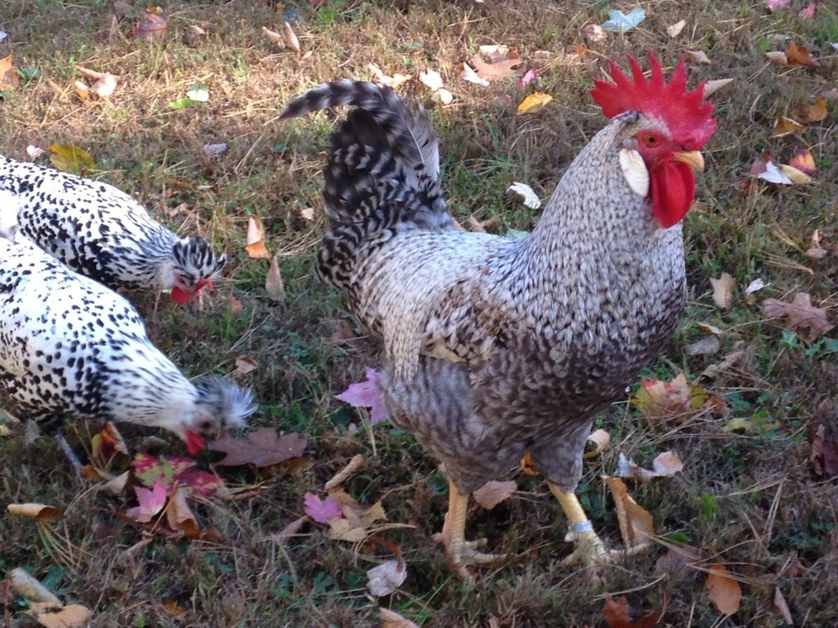 Куры Легбар кремовый хохлатый