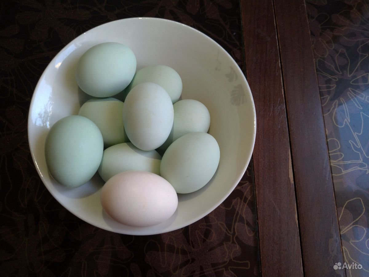 Пшеничный Маран индюшонок