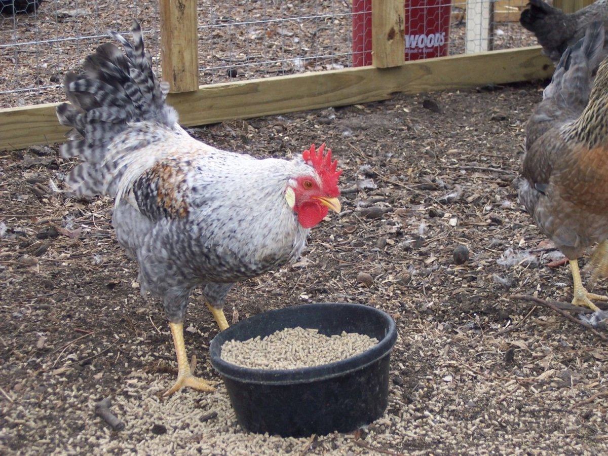 Маран кремовый Легбар