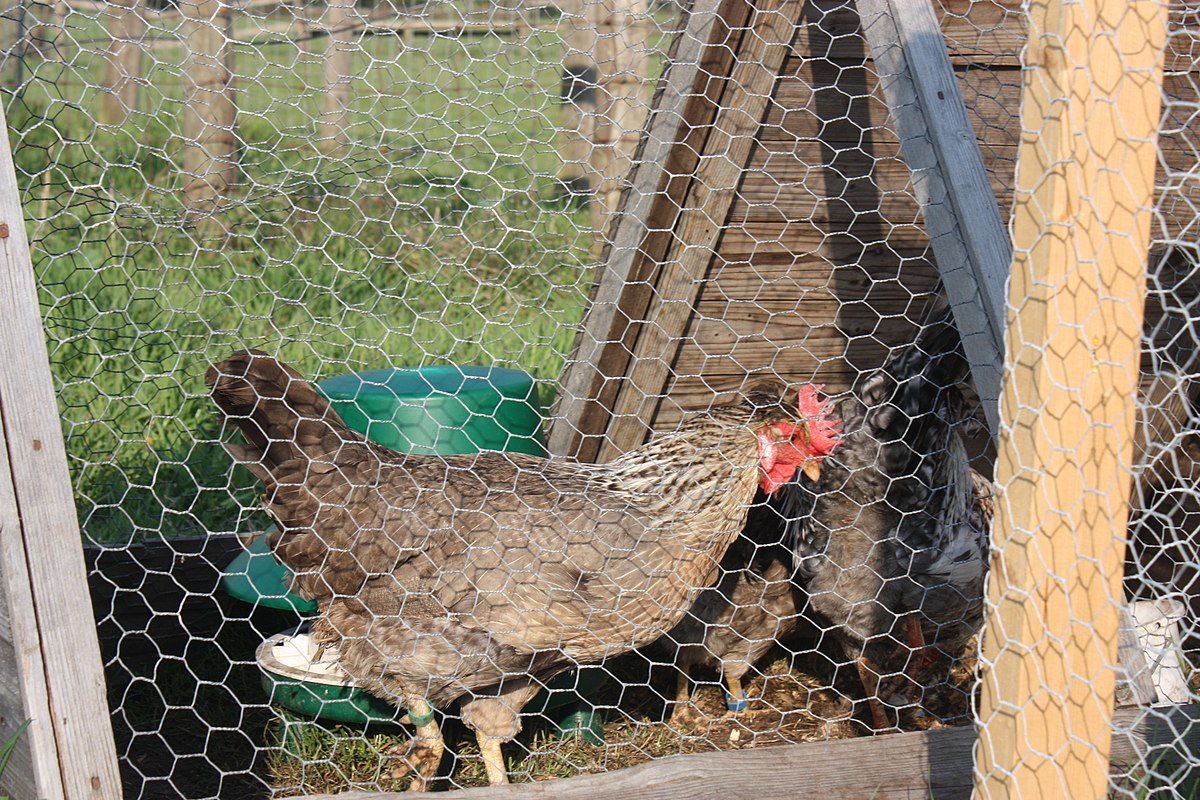 Легбар кремовый (Англия)