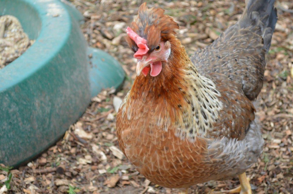 Легбар золотисто кремовый