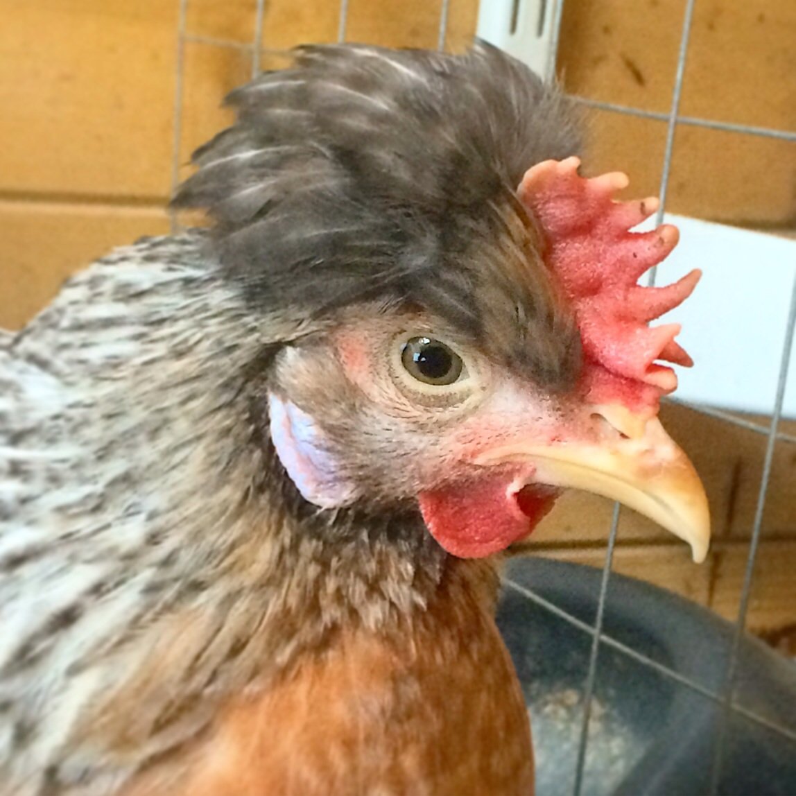 Петухи породы Легбар