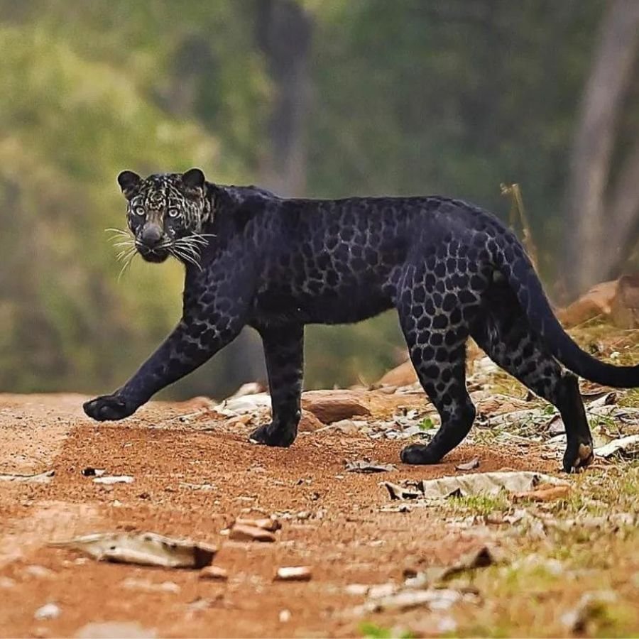 Пантера Шварцера» (2014; черная пантера )