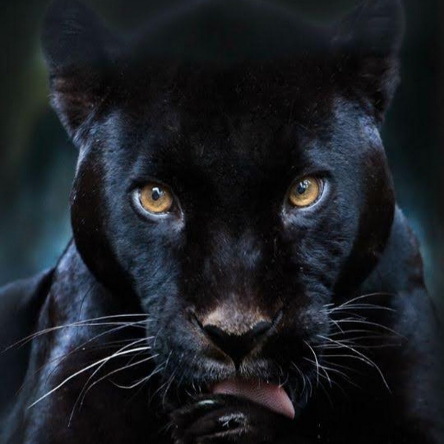 Қора пантера