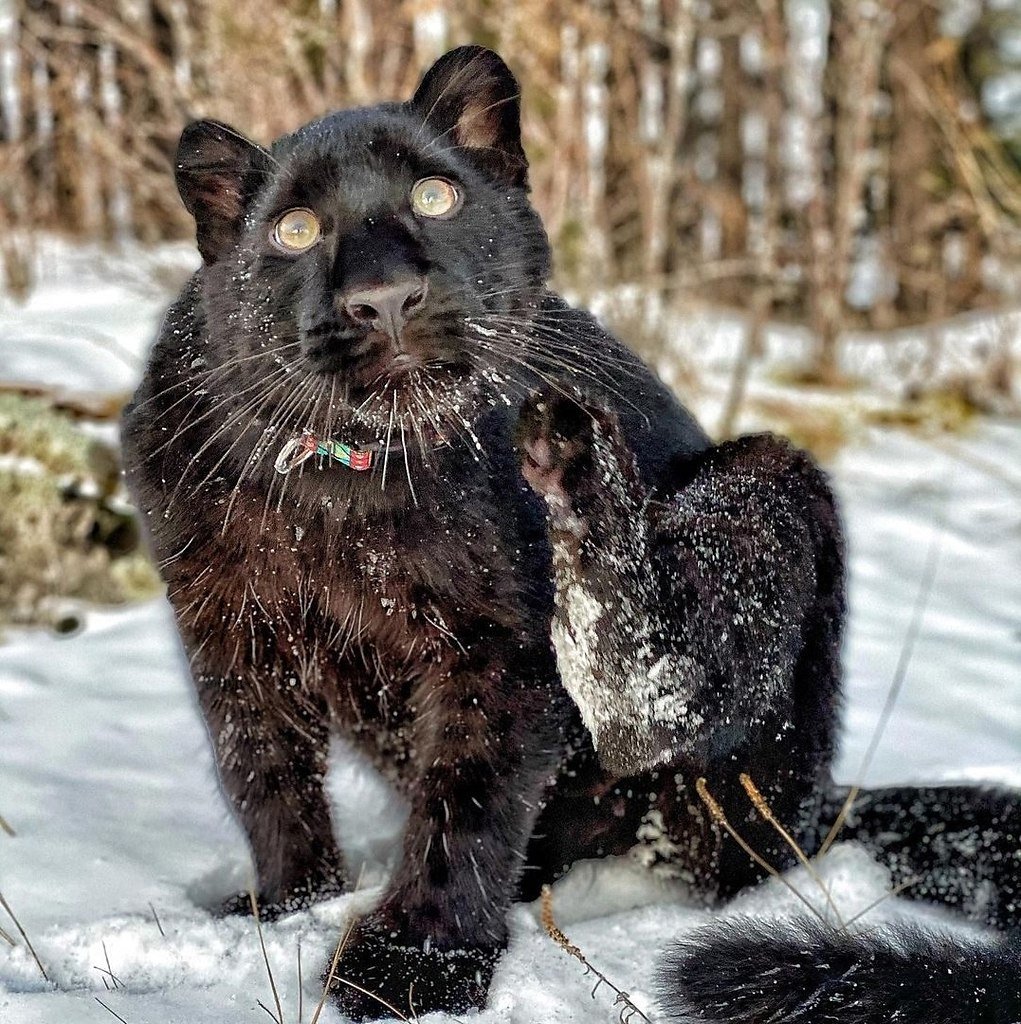 Черная пантера ареал